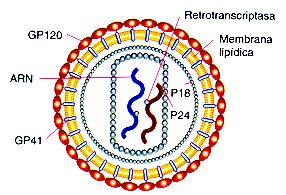 Virus_SIDA-3.jpg (21206 bytes)