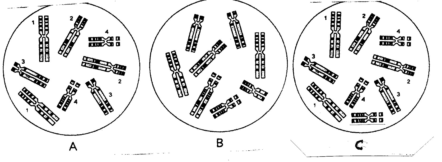 mutacion3.jpg (202185 bytes)